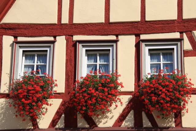 Z miejskiego skweru do prywatnego domu. Inowrocław przed zimą rozdaje kwiaty