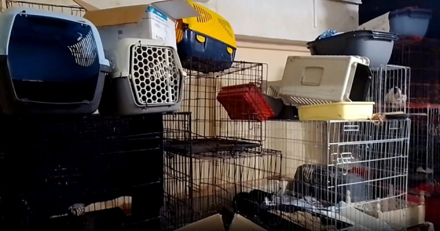 Sąd: Joanna W. znęcała się nad zwierzętami, ale jest niepoczytalna. Sprawa umorzona