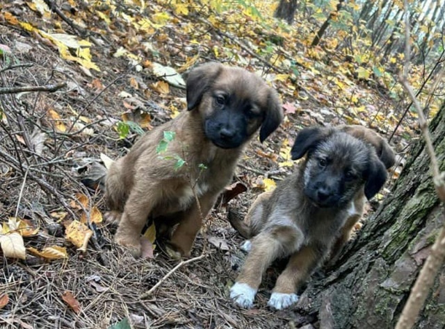 72-letnia mieszkanka gminy Kruszwica porzuciła sześć szczeniaków. Kobieta usłyszała już zarzuty
