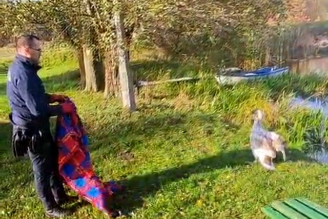 Łabędź zastraszył mieszkankę Osia. Nad jezioro dotarł radiowozem - zawinięty w koc [wideo]