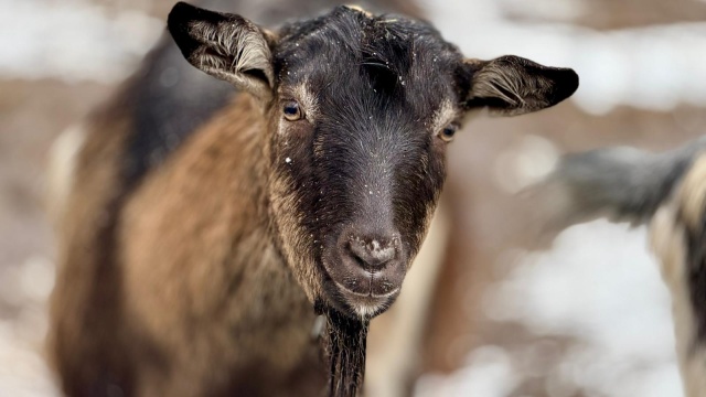 Łoś Wojtek i łania Bambina kochają się, chociaż on ma żonę. ZooReporter o miłości zwierząt