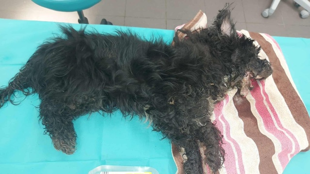 Pies w stanie ciężkim trafił do bydgoskiego schroniska. Czy ktoś go zna Kim jest właściciel