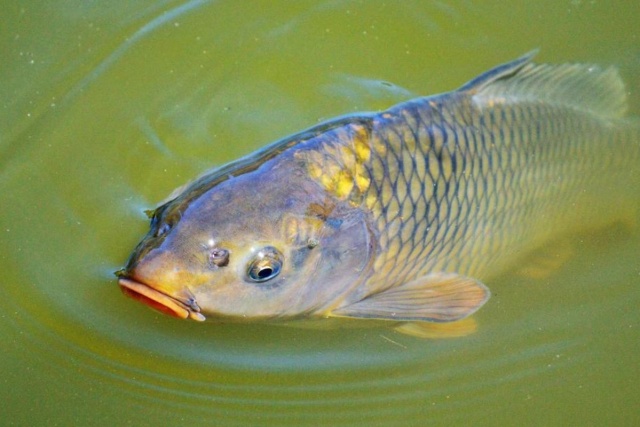 Już ustawiamy się w kolejki po karpie na wigilijne stoły. Z rybą, wiadomo, nie jest łatwo