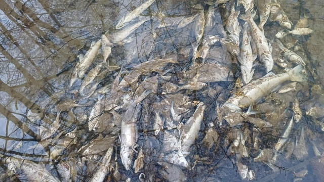 Prawie 1000 kilogramów śniętych ryb znalazł wędkarz w korycie Starej Brdy pod Koronowem