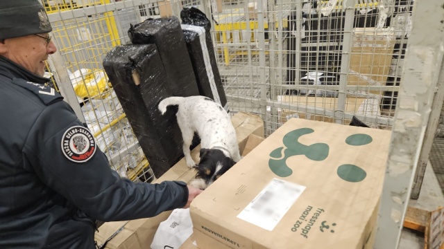 Narkotyki w paczkach kurierskich. Odbiorcy z Bydgoszczy i Torunia [wideo, zdjęcia]