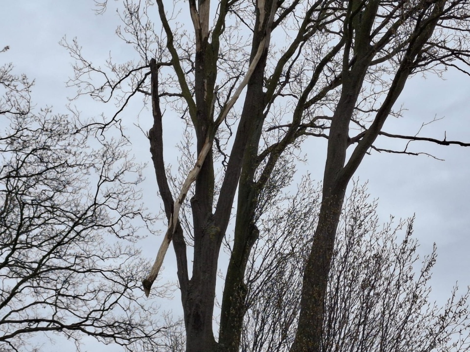 Kierowcy obawiają się, że suche drzewa i zwisające gałęzie stwarzają w tym miejscu niebezpieczeństwo/fot. Marcin Doliński