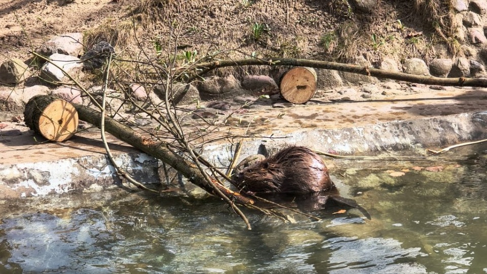 Bóbr Benio w Ogrodzie Zoologicznym w Myślęcinku/fot. Dominika Gulda