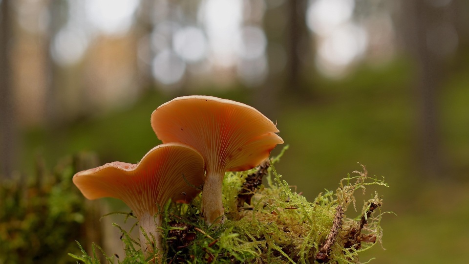Pierwsze grzyby już pojawiły się w lasach regionu/fot: zdjęcie ilustracyjne, Pixabay