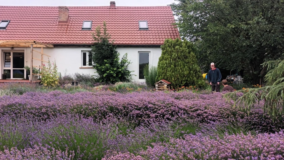Pola w Leszczach po raz kolejny wypełniły się fioletową, pachnącą lawendą/fot: Marcin Glapiak