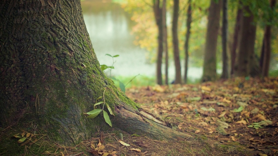 Zdarza się, że leśnicy zakasują wstępu do lasów. To ze względu na znalezienie niewybuchu/fot: zdjęcie ilustracyjne, Pixabay