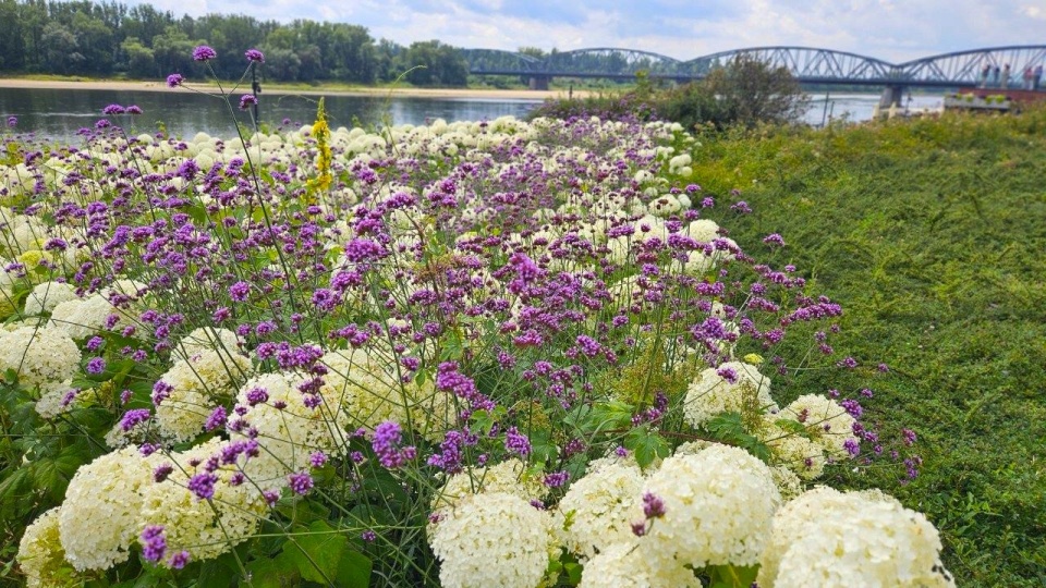 Bulwar Filadelfijski upiększa ponad 1300 jednorocznych kwiatów/fot: torun.pl, Magdalena Dębczyńska-Wróblewska, licencja: CC BY-NC 4.0
