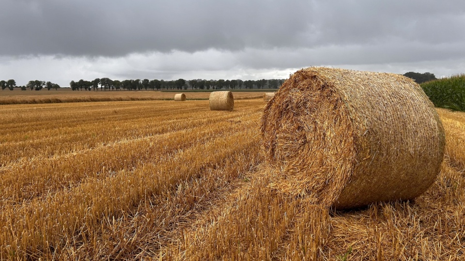 Na razie były dwa - trzy dni, kiedy można było kosić. Fot. Ireneusz Sanger