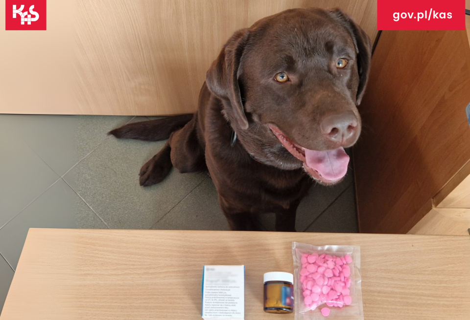 W toruńskiej sortowni przesyłek, Milky – czworonożny funkcjonariusz KAS – wytropił paczki zawierające ok. 3 g kokainy i 100 tabletek ecstasy o wartości przekraczającej 3 tys. zł/fot. KAS