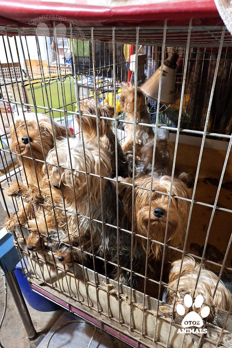 Yorki trafiły do schroniska. Wiadomo, że wcześniej cała trójka zamieszkująca na Miechowskiej handlowała psami/fot. OTOZ Animals o. Kujawsko-Pomorski, Facebook