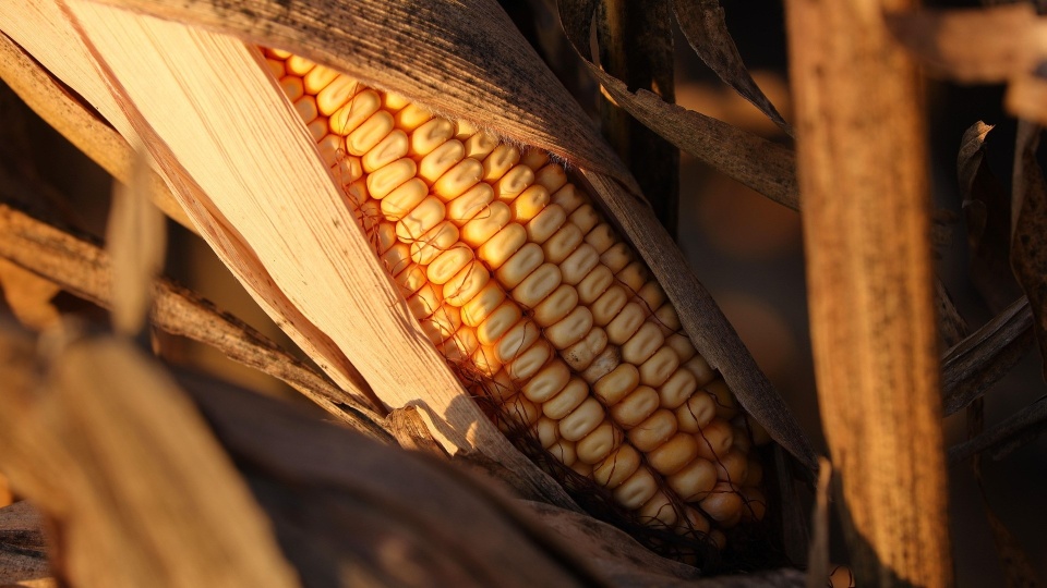 Rolnicy z regionu podsumowali zbiory kukurydzy/fot.: zdjęcie ilustracyjne, Pixabay