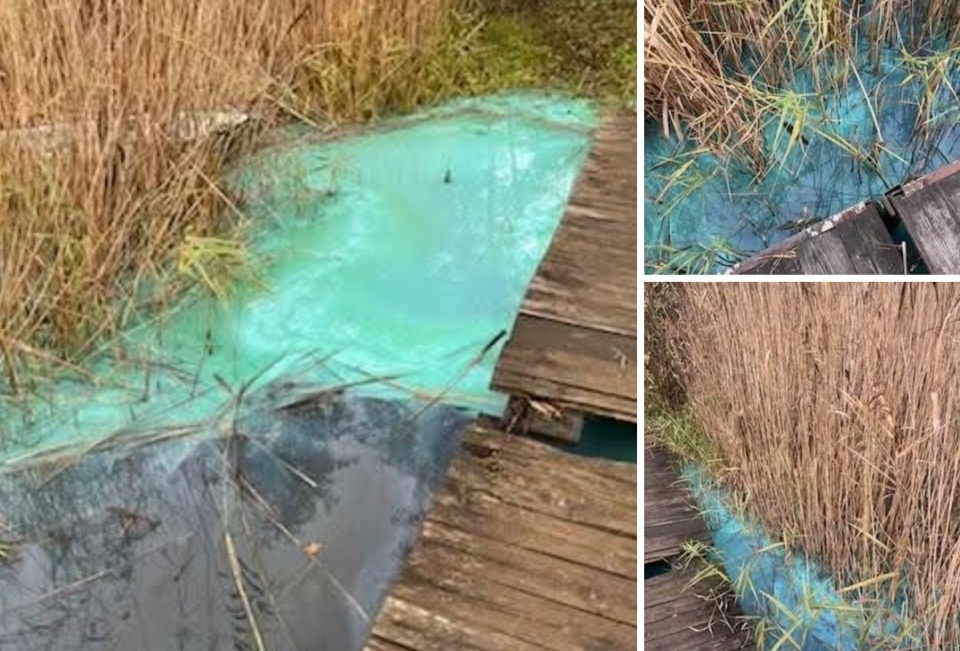 To sinice zabarwiły wodę w Jeziorze Wieldządzkim/fot. Facebook/Okręg Polskiego Związku Wędkarskiego w Toruniu