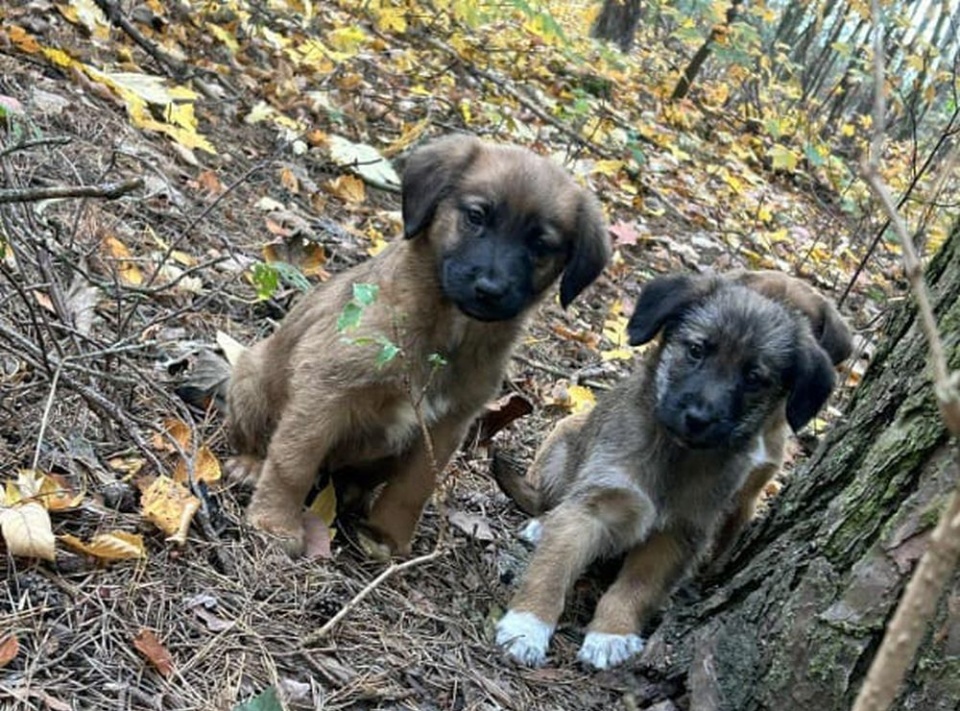 Psiaki porzucono w lesie. / Fot. Materiały policji