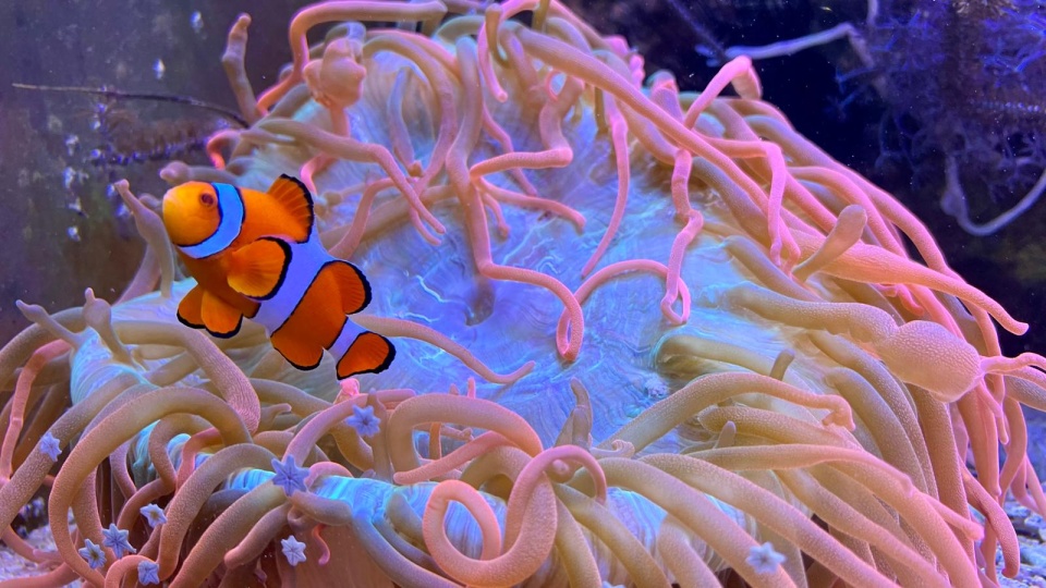 W morskim akwarium w Ogrodzie Zoologicznym można zobaczycm.in. błazenka. / Fot. Izabela Langner