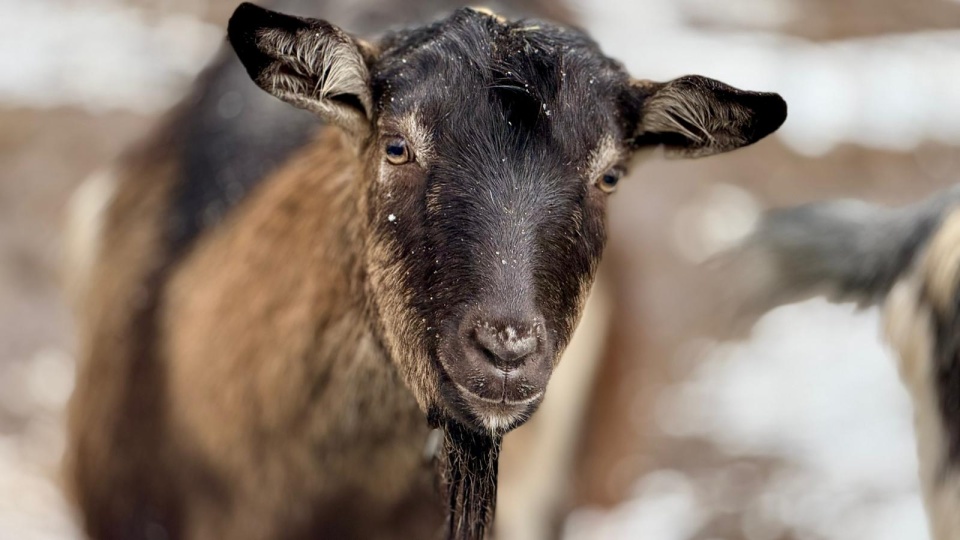 Zwierzęta także okazują sobie czułość. O tym mówiliśmy w ostatnim „ZooReporterze"/fot. Izabela Langner