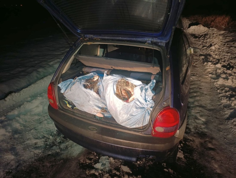 Nielegalnie złowione w Gople ryby przewożono w bagażniku. / Fot. Materiały policji