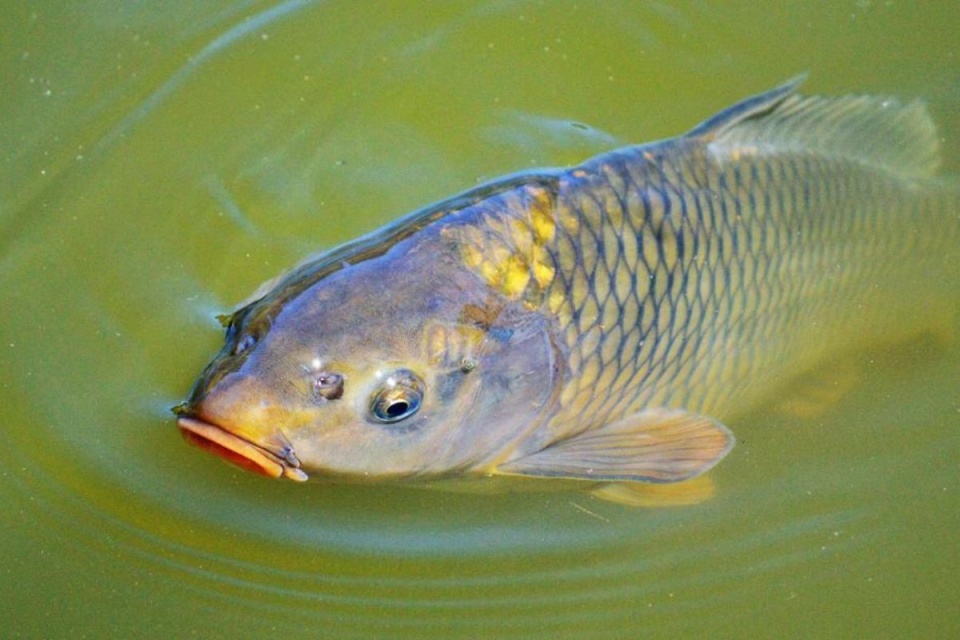 Karp/fot. www.gov.pl
