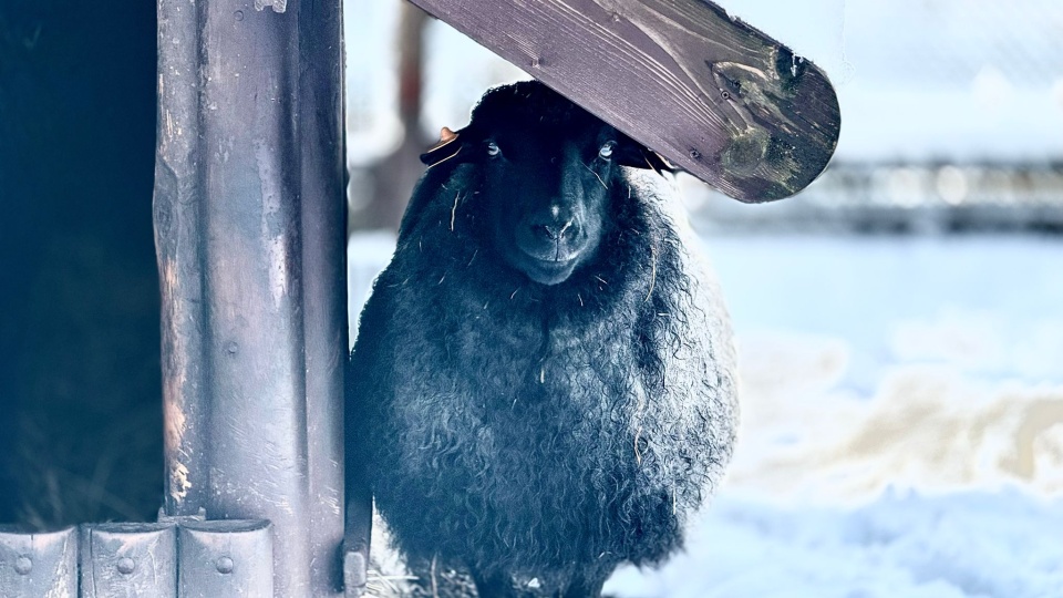 W „Zooreporterze" mówiliśmy o owcach z bydgoskiego zoo/fot. Izabela Langner