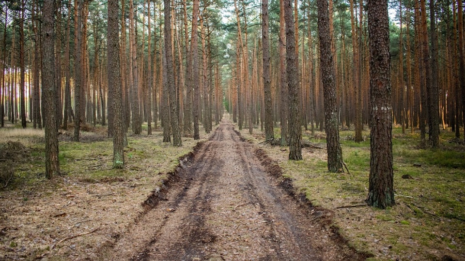 Leśnicy z regionu zmagają się z wykroczeniami popełnianymi przez złodziei, kłusowników i śmieciarzy/fot. Pixabay/ilustracyjnie