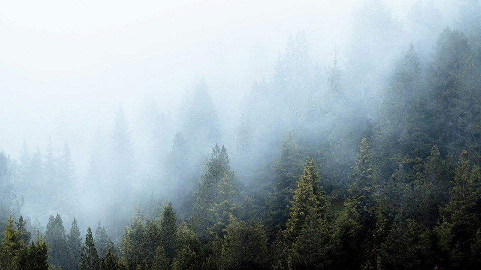 IMGW wydało ostrzeżenie pierwszego stopnia przed gęstą mgłą/fot. Pixabay