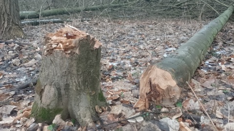 Tak obecnie wygląda miejsce, gdzie jeszcze do niedawna rosły 80-letnie drzewa. / Fot. Michał Zaręba