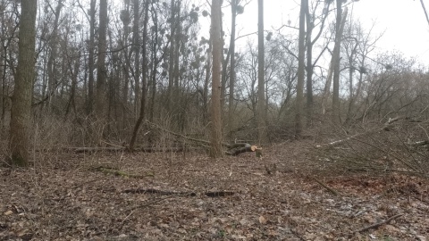 Tak obecnie wygląda miejsce, gdzie jeszcze do niedawna rosły 80-letnie drzewa. / Fot. Michał Zaręba