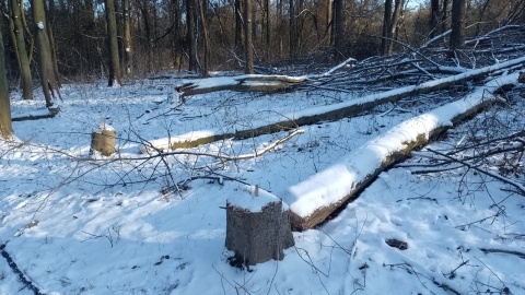 Zdewastowany został ponad hektar obszaru Natury 2000/fot. Michał Zaręba