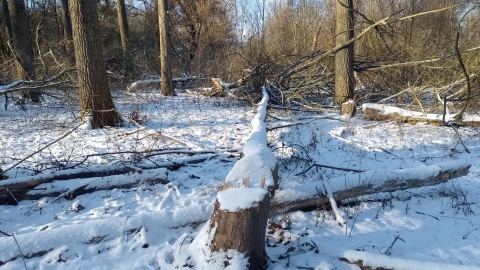 Zdewastowany został ponad hektar obszaru Natury 2000/fot. Michał Zaręba