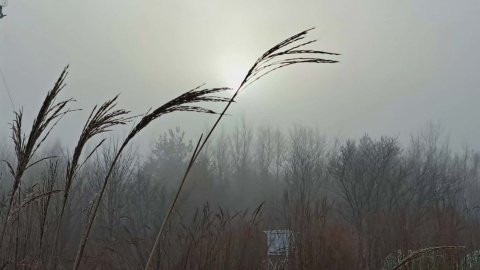 Zimowy krajobraz z Ogrodu Botanicznego Krajowego Centrum Roślinnych Zasobów Genowych Instytutu Hodowli i Aklimatyzacji Roślin-Państwowego Instytutu Badawczego/fot. Jarosław Mikietyński