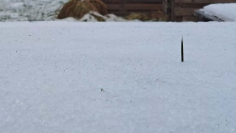 Zimowy krajobraz z Ogrodu Botanicznego Krajowego Centrum Roślinnych Zasobów Genowych Instytutu Hodowli i Aklimatyzacji Roślin-Państwowego Instytutu Badawczego/fot. Jarosław Mikietyński