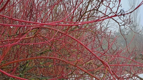 Zimowy krajobraz z Ogrodu Botanicznego Krajowego Centrum Roślinnych Zasobów Genowych Instytutu Hodowli i Aklimatyzacji Roślin-Państwowego Instytutu Badawczego/fot. Jarosław Mikietyński