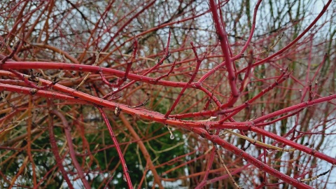 Zimowy krajobraz z Ogrodu Botanicznego Krajowego Centrum Roślinnych Zasobów Genowych Instytutu Hodowli i Aklimatyzacji Roślin-Państwowego Instytutu Badawczego/fot. Jarosław Mikietyński