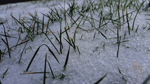 Zimowy krajobraz z Ogrodu Botanicznego Krajowego Centrum Roślinnych Zasobów Genowych Instytutu Hodowli i Aklimatyzacji Roślin-Państwowego Instytutu Badawczego/fot. Jarosław Mikietyński
