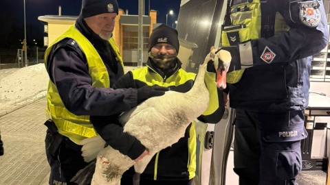 Policjanci opiekowali się ptakiem w radiowozie/ Fot. KMP w Grudziądzu