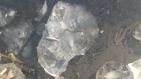 Mieszkańcy Torunia są zaniepokojeni losem ryb w Martówce w Park Miejski na Bydgoskim Przedmieściu/Fot. Robert Duliński