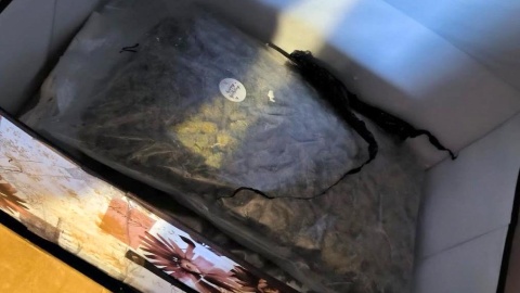 Bydgoscy policjanci zabezpieczyli 75 kilogramów narkotyków/fot. mat. policyjne