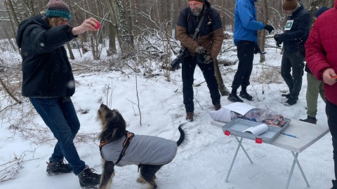 Finał jesienno-zimowego cyklu odbywa się w Nadleśnictwie Żołędowo/ Fot. Natasza Trzebuchowska
