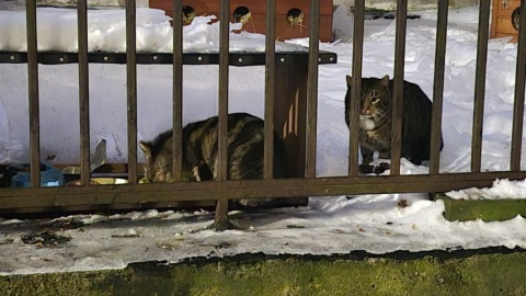 Chętni do pomocy mogą się zgłaszać się do Stowarzyszenia Obywatelski Grudziądz/ Fot. Cztery Łapy Grudziądza