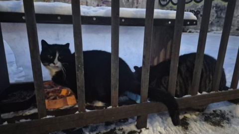 Chętni do pomocy mogą się zgłaszać się do Stowarzyszenia Obywatelski Grudziądz/ Fot. Cztery Łapy Grudziądza