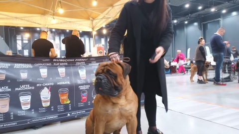 Międzynarodowa Wystawa Psów w Myślęcinku. / Fot. Monika Siwak