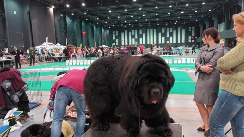 Międzynarodowa Wystawa Psów w Myślęcinku. / Fot. Monika Siwak