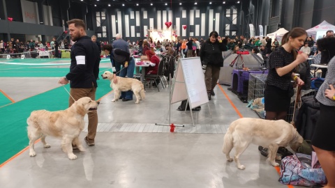 Międzynarodowa Wystawa Psów w Myślęcinku. / Fot. Monika Siwak