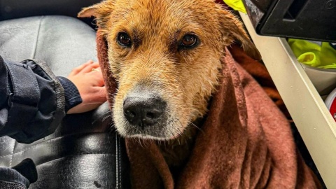 Uratowany przez strażaków pies. / Fot. OSP KSRG Mąkowarsko