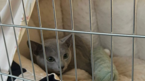 Międzynarodowa Wystawa Kotów Rasowych w Toruniu/fot. Robert Duliński