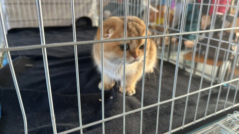 Międzynarodowa Wystawa Kotów Rasowych w Toruniu/fot. Robert Duliński