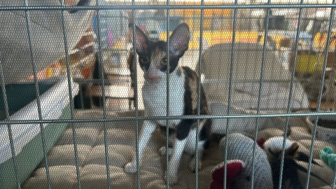 Międzynarodowa Wystawa Kotów Rasowych w Toruniu/fot. Robert Duliński